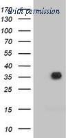 OriGene TA502489AM image 1