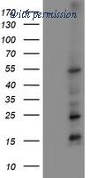 OriGene TA502502AM image 1