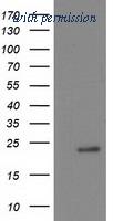 OriGene TA502503BM image 1