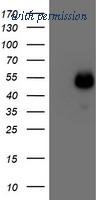 OriGene TA502552AM image 1