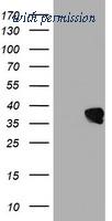 OriGene TA502560AM image 1