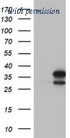 OriGene TA502586BM image 1