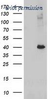 OriGene TA502775BM image 1