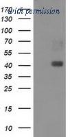 OriGene TA502796BM image 1