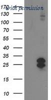OriGene TA502868BM image 1