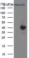 OriGene TA502887BM image 1