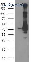 OriGene TA502918BM image 1