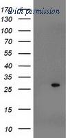 OriGene TA502921AM image 1