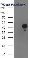 OriGene TA503058BM image 1