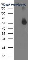 OriGene TA503064AM image 1