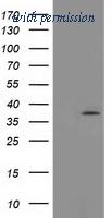 OriGene TA503077BM image 1