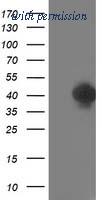 OriGene TA503183BM image 1