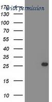 OriGene TA503252AM image 1