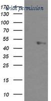 OriGene TA503255BM image 1