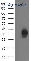 OriGene TA503296BM image 1