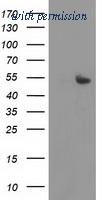 OriGene TA503298AM image 1
