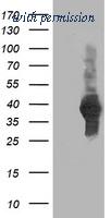 OriGene TA503299AM image 1