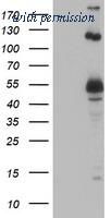 OriGene TA503340AM image 1