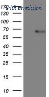 OriGene TA503343AM image 1