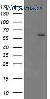 OriGene TA503395AM image 1