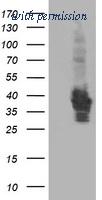 OriGene TA503412AM image 1