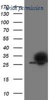 OriGene TA503425BM image 1