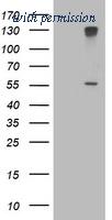 OriGene TA503437BM image 1