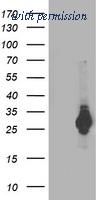 OriGene TA503480AM image 1