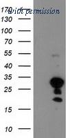 OriGene TA503697BM image 1