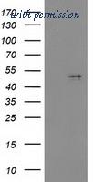 OriGene TA503700BM image 1