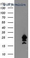 OriGene TA503770BM image 1
