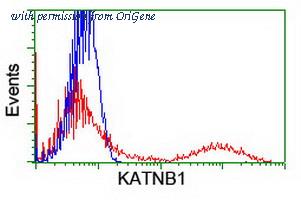 OriGene TA503780BM image 1