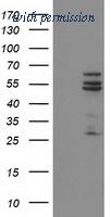 OriGene TA503796BM image 1