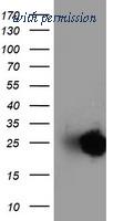 OriGene TA503826BM image 1