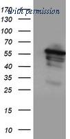 OriGene TA503827BM image 1