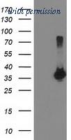 OriGene TA503840BM image 1