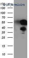OriGene TA503896AM image 1