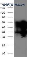 OriGene TA503899AM image 1