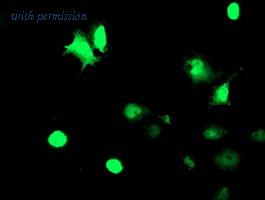 OriGene TA503901AM image 1