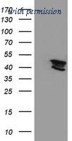 OriGene TA503910BM image 1
