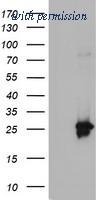 OriGene TA503913BM image 1