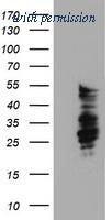 OriGene TA503928BM image 1