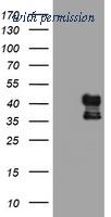 OriGene TA503936AM image 1