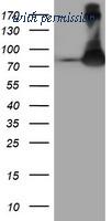 OriGene TA503940AM image 1