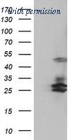 OriGene TA504005BM image 1