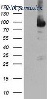 OriGene TA504021BM image 1