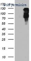 OriGene TA504025AM image 1