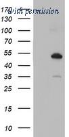OriGene TA504035BM image 1