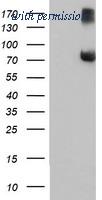 OriGene TA504049AM image 1