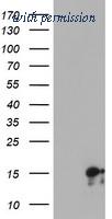 OriGene TA504051BM image 1